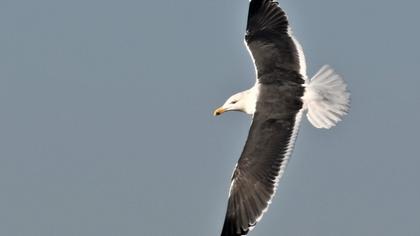 Büyük karasırtlı martı