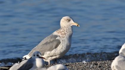 Kuzey gümüş martı