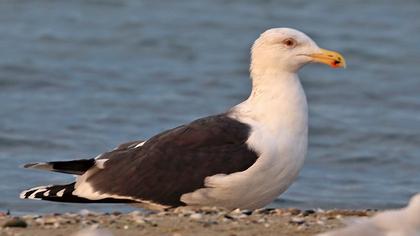 Büyük karasırtlı martı