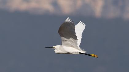 Küçük ak balıkçıl