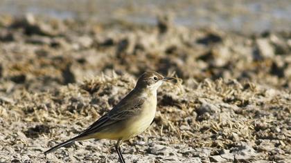 Sarı kuyruksallayan