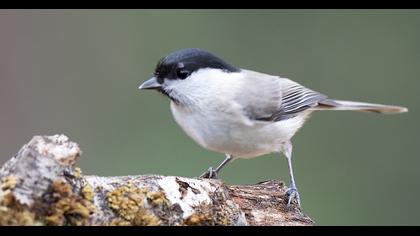 Kayın baştankarası