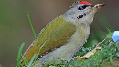 Küçük yeşil ağaçkakan