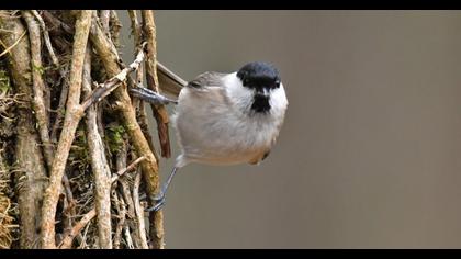 Kayın baştankarası