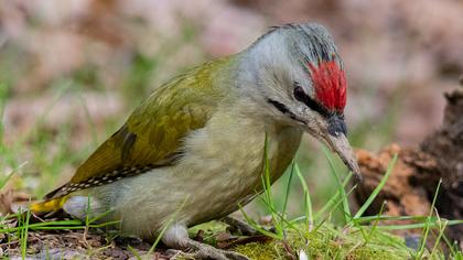 Küçük yeşil ağaçkakan