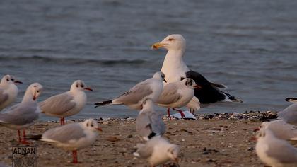 Büyük karasırtlı martı