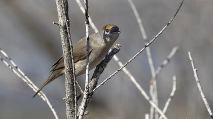 Karabaşlı ötleğen
