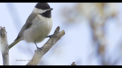 Akyanaklı baştankara