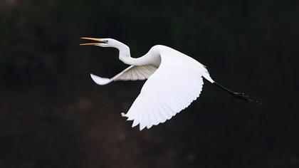 Büyük ak balıkçıl