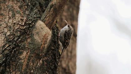Bahçe tırmaşıkkuşu