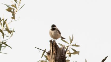 Akyanaklı baştankara