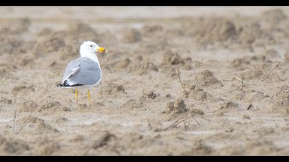 Van gölü martısı