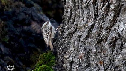 Orman tırmaşıkkuşu