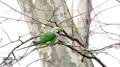 İskender papağanı