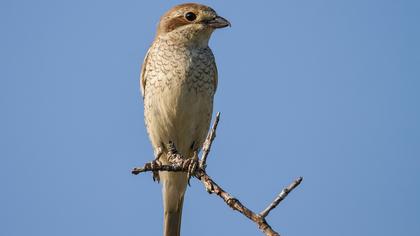 Kızılsırtlı örümcekkuşu