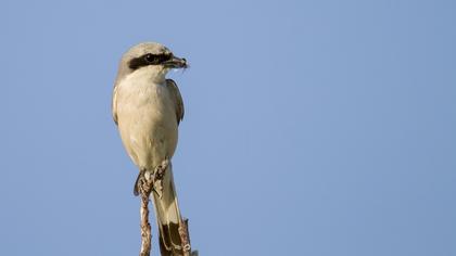 Kızılsırtlı örümcekkuşu