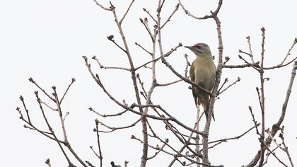 Küçük yeşil ağaçkakan