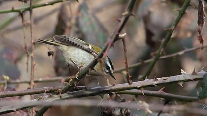 Sürmeli çalıkuşu