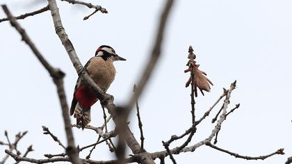 Orman alaca ağaçkakanı