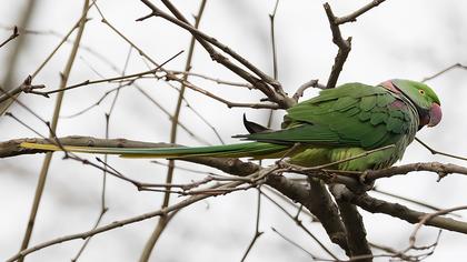 İskender papağanı