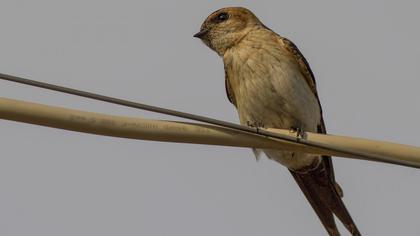 Kızıl kırlangıç