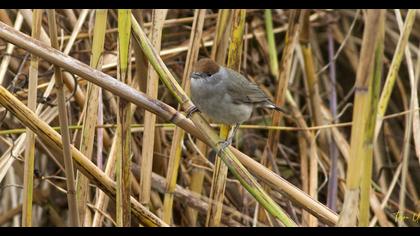 Karabaşlı ötleğen
