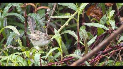 Dikkuyruklu ötleğen