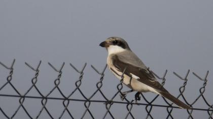 Karaalınlı örümcekkuşu