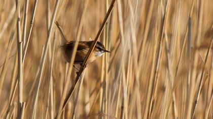 Bıyıklı kamışçın