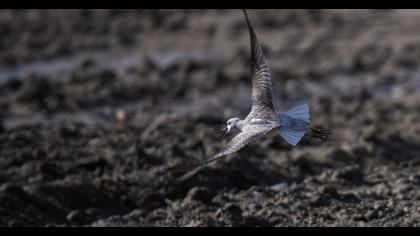 Bataklık düdükçünü