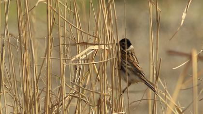Bataklık Kirazkuşu