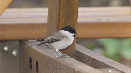 Kayın baştankarası
