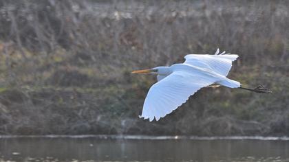 Büyük ak balıkçıl