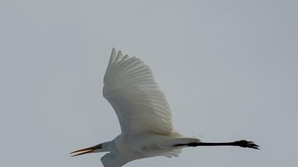 Büyük ak balıkçıl
