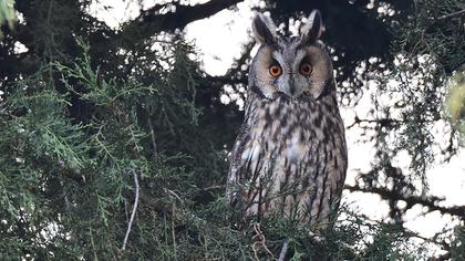 Kulaklı orman baykuşu