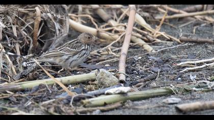 Kızılgerdanlı incirkuşu
