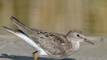 Sarıbacaklı kumkuşu