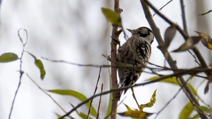 Küçük ağaçkakan