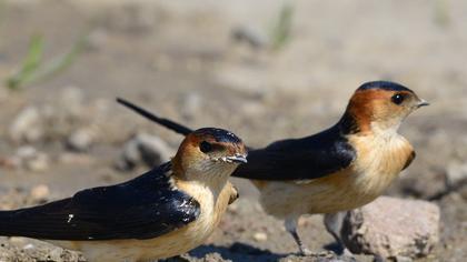 Kızıl kırlangıç