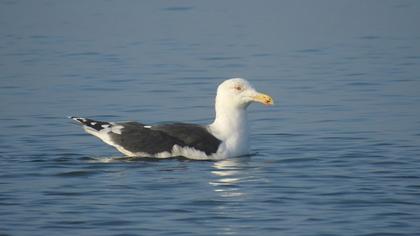 Büyük karasırtlı martı