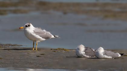 Büyük karabaş martı