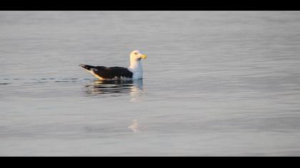 Büyük karasırtlı martı