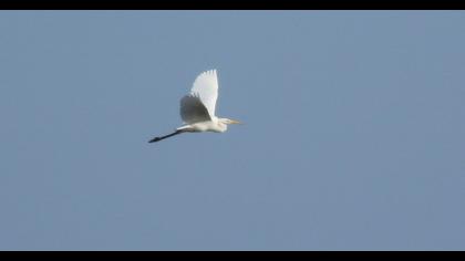 Büyük ak balıkçıl