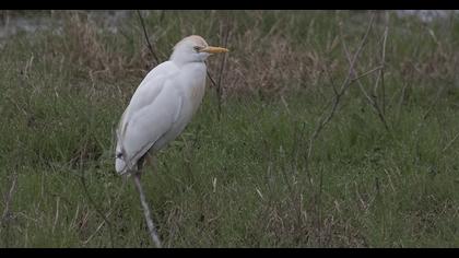 Sığır balıkçılı