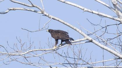 Büyük orman kartalı