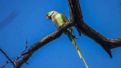 İskender papağanı