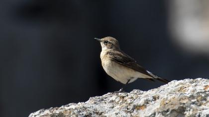 Karakulaklı kuyrukkakan