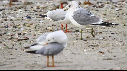 Küçük gümüş martı