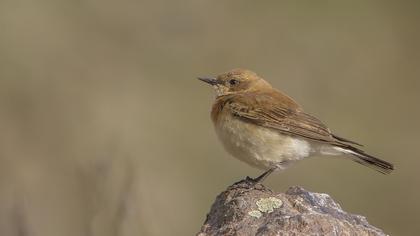 Karakulaklı kuyrukkakan