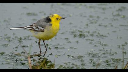 Sarıbaşlı kuyruksallayan